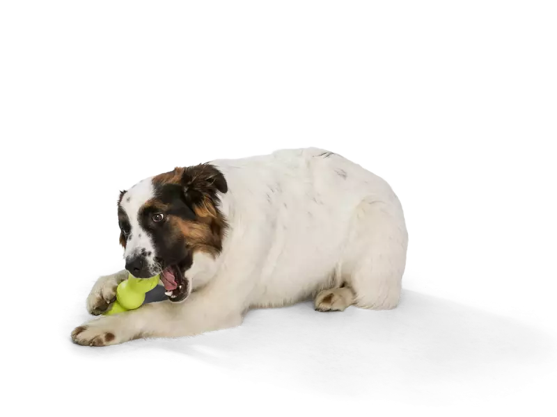 Rumpus